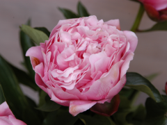 Highlighted image: Save the date: CNB Dutch Peony days